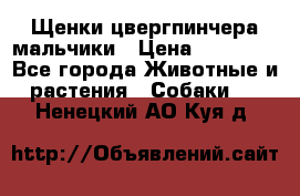 Щенки цвергпинчера мальчики › Цена ­ 25 000 - Все города Животные и растения » Собаки   . Ненецкий АО,Куя д.